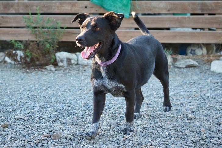 Photo Berger de Majorque