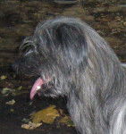 Passi - Berger des Pyr&eacute;n&eacute;es M&acirc;le (6 ans)