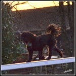 LOONA - Berger des Pyr&eacute;n&eacute;es (2 mois)