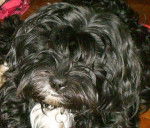 LOONA - Berger des Pyr&eacute;n&eacute;es (2 ans)