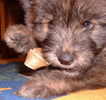 Berger des Pyrénées - Berger des Pyrénées