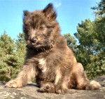 Berger des Pyrénées - Berger des Pyrénées