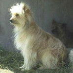 Berger des Pyrénées - Berger des Pyrénées