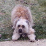 ulysse berger des pyrénées - Berger des Pyrénées