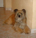 ulysse 3ans berger des pyrénées - Berger des Pyrénées