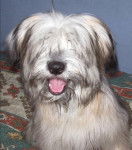 berger des pyrenees Sally - Berger des Pyr&eacute;n&eacute;es