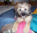 CA&Iuml;LYS 8 mois - Berger des Pyr&eacute;n&eacute;es (8 mois)