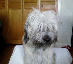 BA&Iuml;KO 20 mois - Berger des Pyr&eacute;n&eacute;es (1 an et 8 mois)