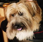 Daika - Berger des Pyr&eacute;n&eacute;es