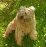 Virgile, Berger des Pyr&eacute;n&eacute;es m&acirc;le - Berger des Pyr&eacute;n&eacute;es