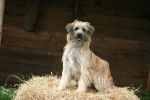 Photo Berger des Pyrénées
