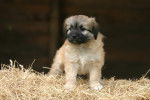 Photo Berger des Pyrénées