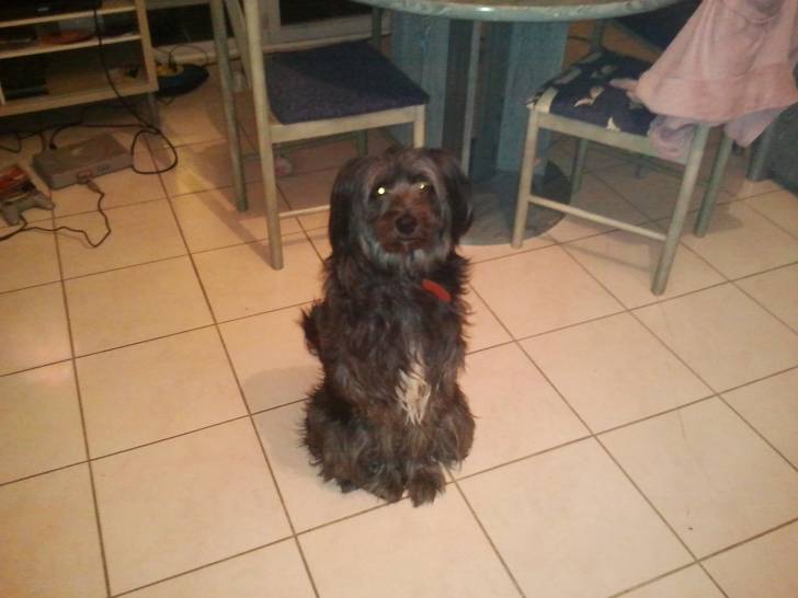 Mickey - Berger des Pyrénées Mâle (5 ans)