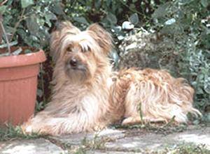 Berger des Pyrénées - Berger des Pyrénées