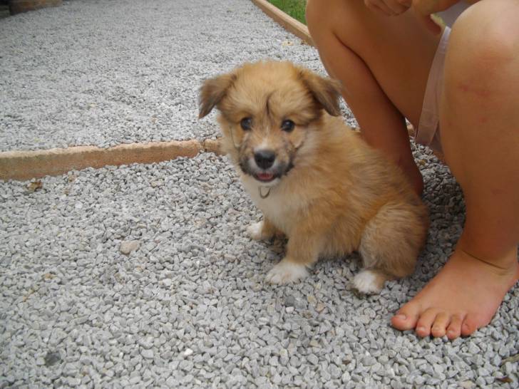 Vodka - Berger des Pyrénées Femelle (2 mois)