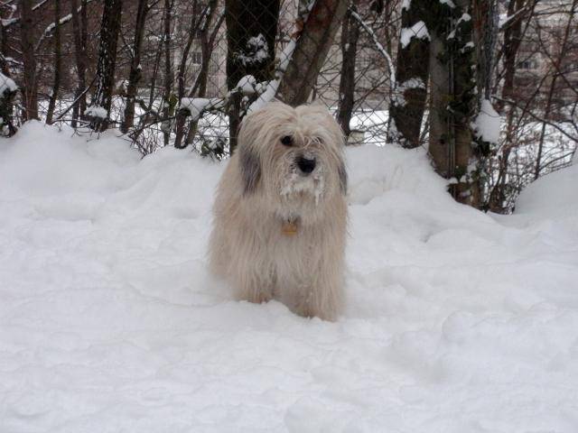 Berger des Pyrénées-Caïlys - Berger des Pyrénées