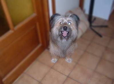 Simba 4 ans - Berger des Pyrénées (4 ans)