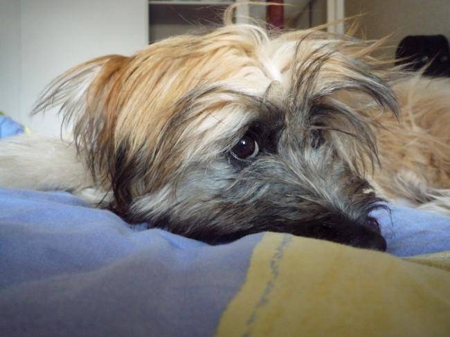 Daika 2 ans - Berger des Pyrénées (2 ans)