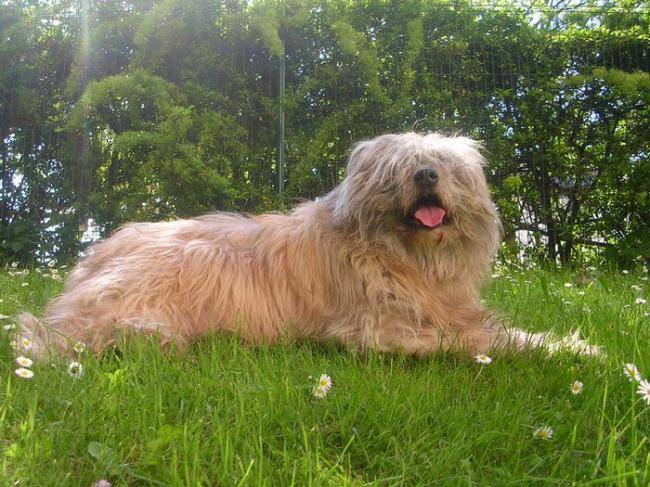 Virgile, Berger des Pyrénées - Berger des Pyrénées