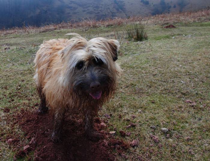Daïka 4 ans - Berger des Pyrénées (4 ans)
