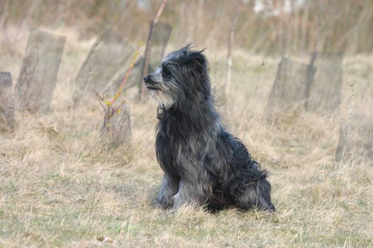 Photo Berger des Pyrénées