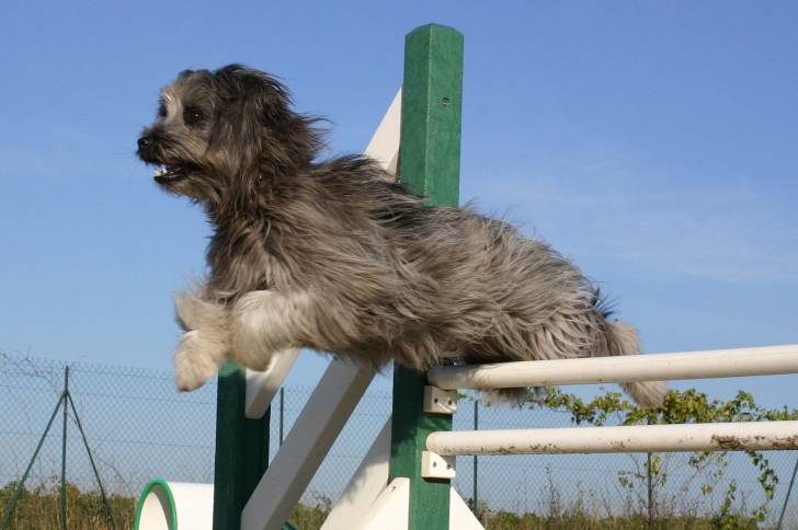 Photo Berger des Pyrénées