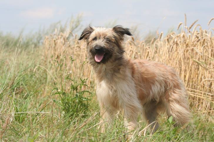 Photo Berger des Pyrénées