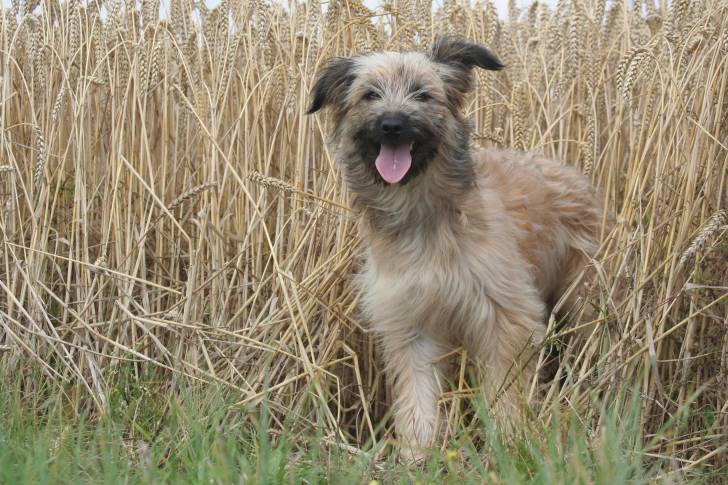 Photo Berger des Pyrénées