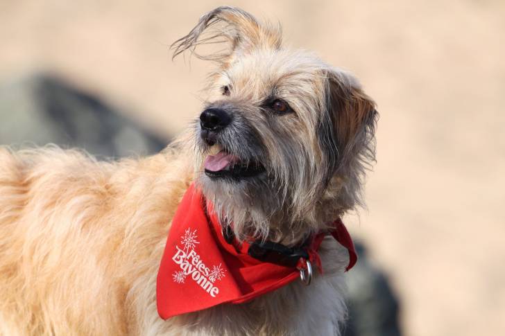 Photo Berger des Pyrénées