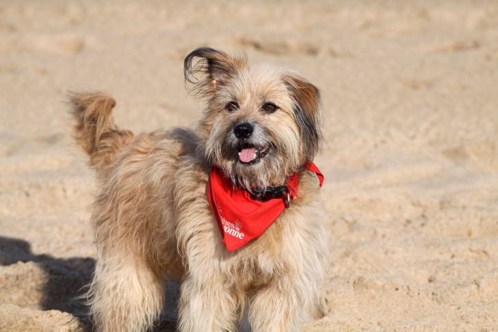 Photo Berger des Pyrénées