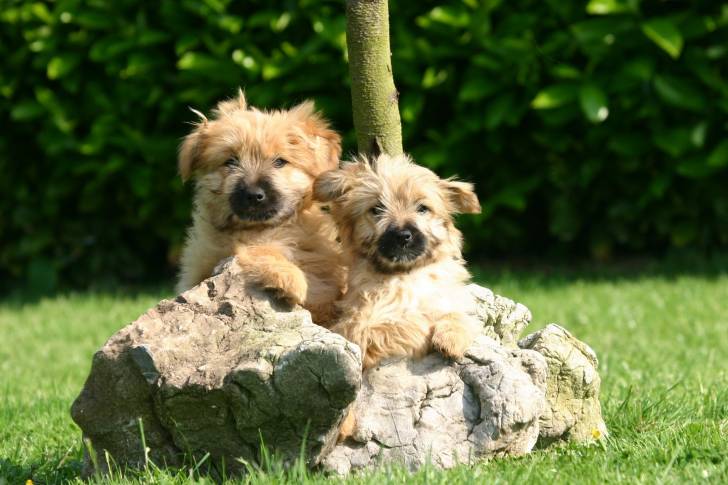 Photo Berger des Pyrénées