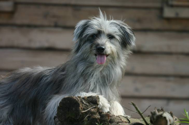 Un Berger des Pyrénées gris se tient debout sur une branche d'arbre