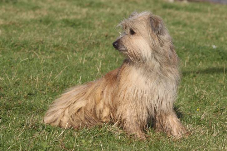 Photo Berger des Pyrénées