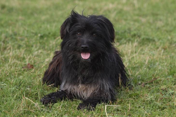 Photo Berger des Pyrénées