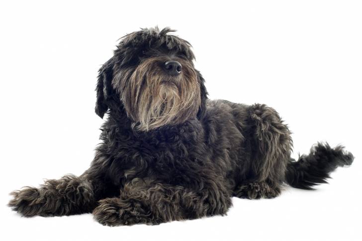 Photo Berger des Pyrénées