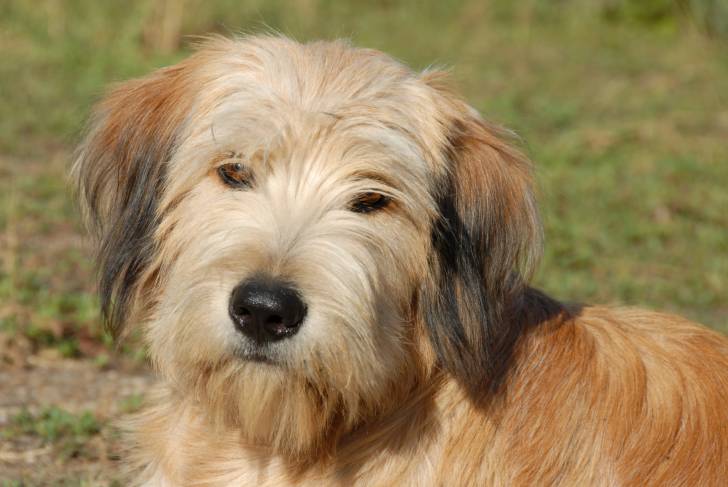 Photo Berger des Pyrénées