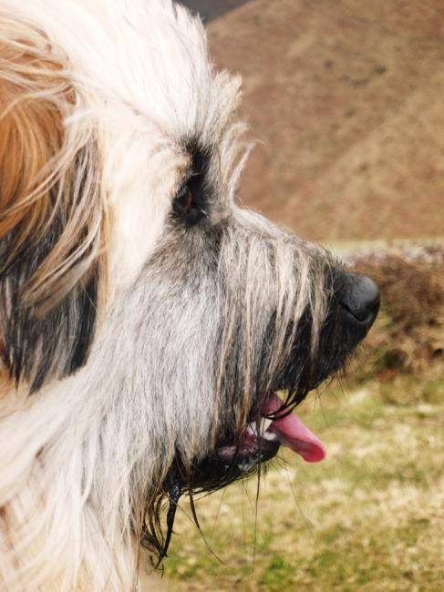 Photo Daika Femelle Berger Des Pyrénées De 2 Ans Berger