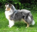 Duece - Berger des Shetland Mâle (4 ans)