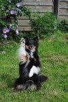 Lilly - Berger des Shetland (5 ans)