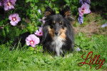 Lilly - Berger des Shetland (5 ans)