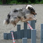 Lassie - Berger des Shetland (1 an)