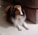 Tessa - Berger des Shetland (7 ans)