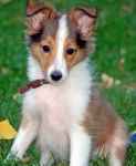 Shetland Sheepdog: Cute - Berger des Shetland (5 mois)