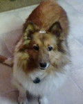 Missy - Berger des Shetland (15 ans)