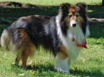 Tam - Berger des Shetland Mâle (2 ans)