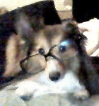 Splinter - Berger des Shetland M&acirc;le (3 ans)