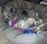 Joy - Berger des Shetland (4 mois)