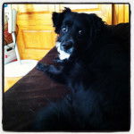 Sirius - Berger des Shetland M&acirc;le (11 ans)