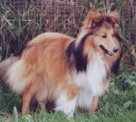 Berger des Shetland - Berger des Shetland