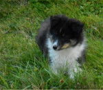 Megumi - Berger des Shetland Mâle (2 mois)